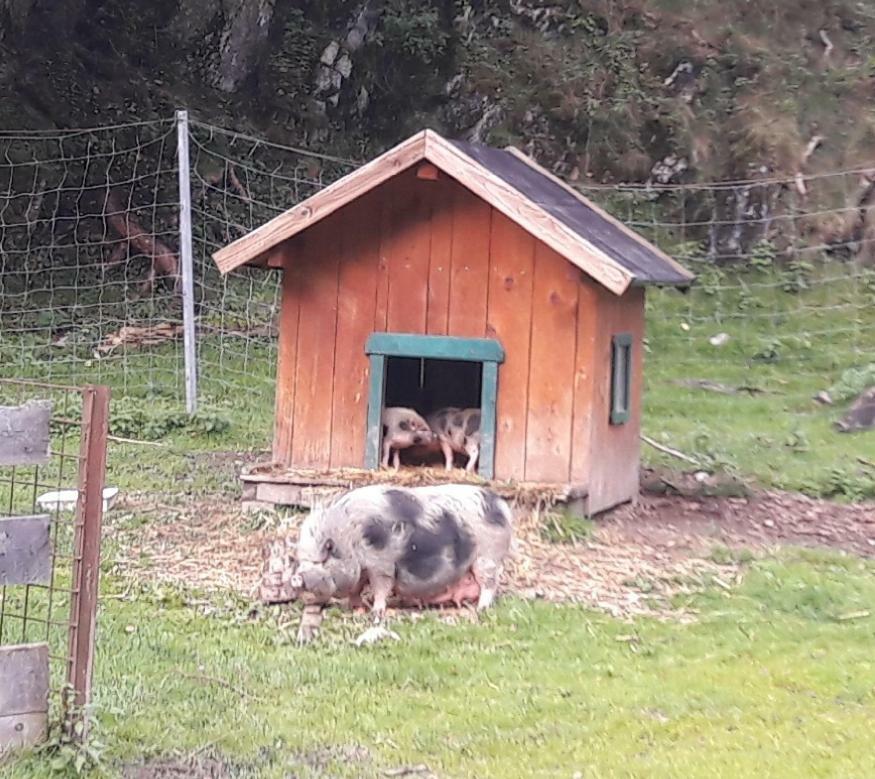 Ferienwohnung Alpklang Untertauern Exteriör bild